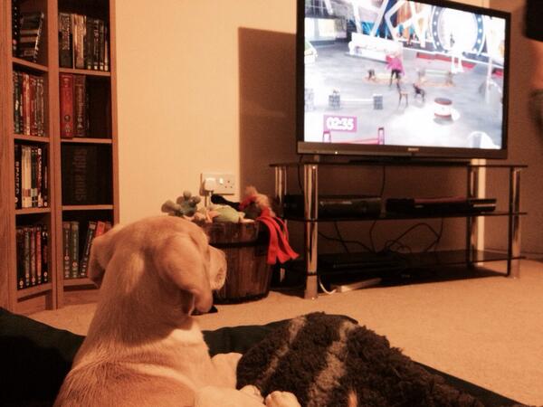 Jenni_Tomkinson's tweet photo. Hugo is loving the @sportrelief #topdog final! http://t.co/zPFV8ITiJ9