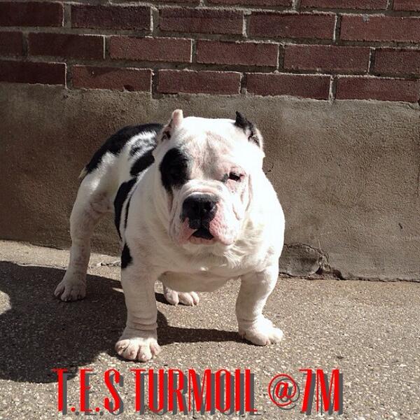 NycRareBulldogs's tweet photo. I m really loving this #microbully #AmericanBully #anarchyblood #gottiline #tesproductions #NYC http://t.co/uG36lA9FEe
