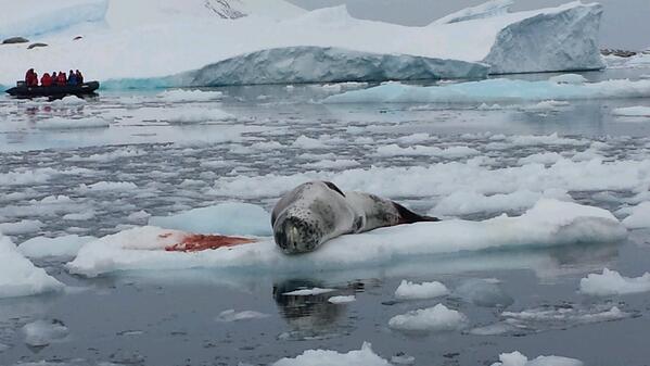 Circle if life... Seal that has just made a kill and is basking in the sun.