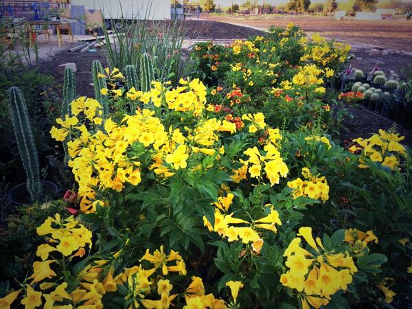 ASUNMteam's tweet image. The landscape has arrived at #SHADE. We're ready to get it in the ground! #PHXRenews