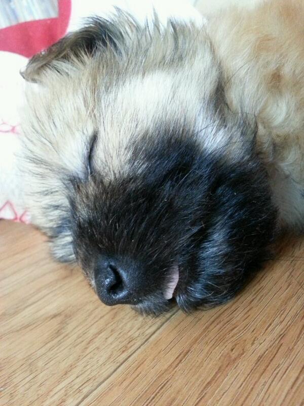 beartung317's tweet photo. 호박이 자냐???이넘~~~ http://t.co/Mt8uSSum9L