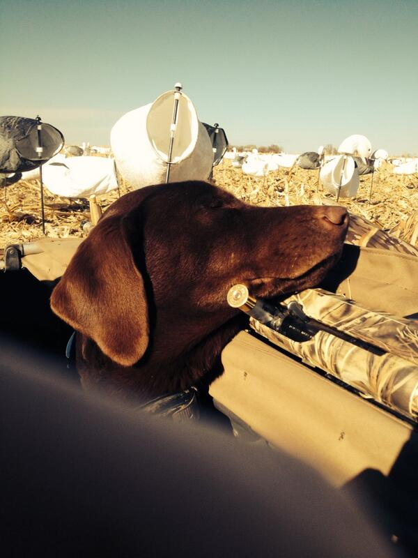 shendrix2's tweet photo. Spring break snow goose hunting http://t.co/vKSD86uLFU