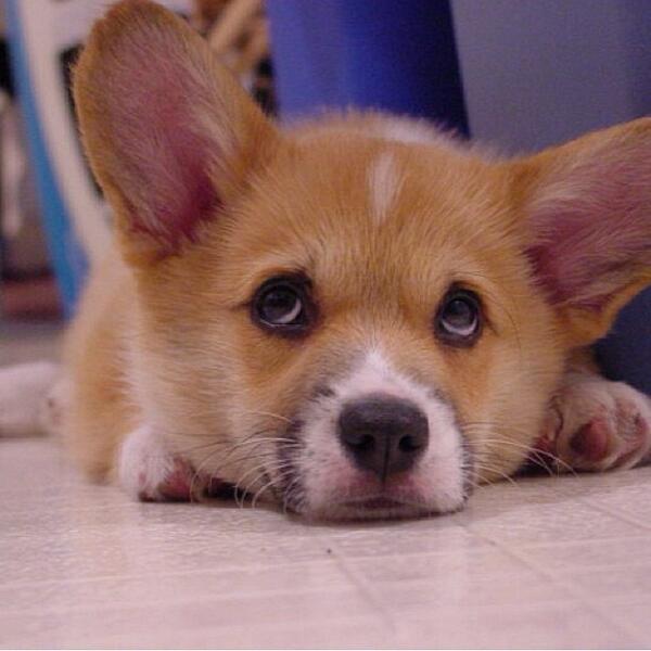 andthreecorgis's tweet image. Cutie baby Hambone #nationalpuppyday #threecorgis #corgi #cute #love (at ThreeCorgis.com)