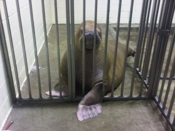 walruswhisperer tweet picture