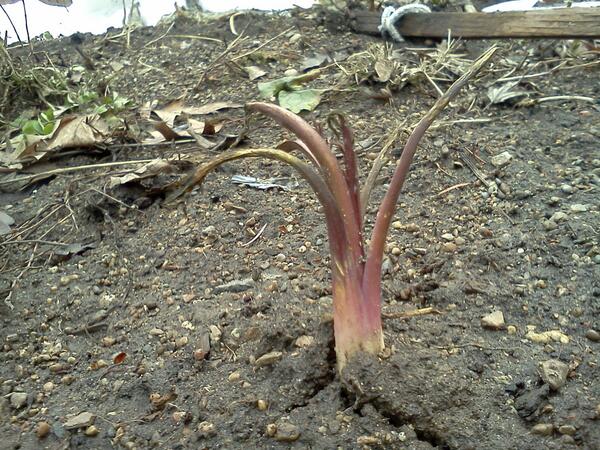 locavorefw's tweet photo. Horseradish sprouts ringing in spring 2014 in Fort Wayne. East State Village, get the mayo ready. http://t.co/PAZQpd9bm4