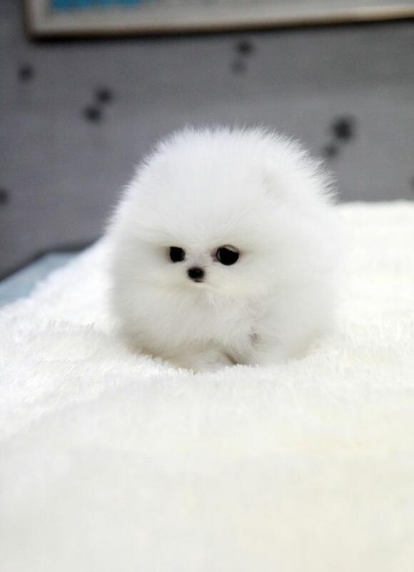 Earth Pics on X: White Teacup Pomeranian fluff ball