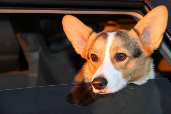 CorgiClub's tweet image. Aspen checking out the sunset from her favorite spot!