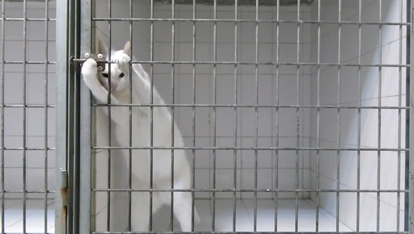 24HorasTVN's tweet photo. Impresionante... Gato burla seguridad de su jaula y escapa. VIDEO: http://t.co/Q9odU10zkH http://t.co/trI3PD1RxY