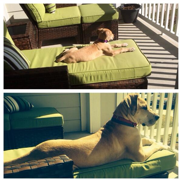 weselrod21's tweet image. Well my girls gotten a little bigger in the past 2 months #greatdaneproblems