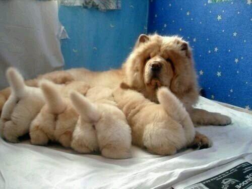 deadcatssociety's tweet photo. 궁둥이 http://t.co/XONgM8sFpl