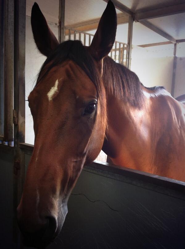 ChampionshipsRR's tweet photo. Resting in her box this morning, #StepsInTime confirms her position as a contender on the way to #TheChampionships http://t.co/45RODlntJG