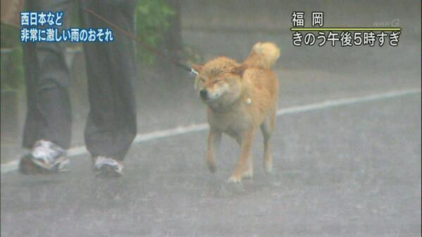 やみゆ おいｗｗｗ非常に激しい雨なのに犬散歩させてんじゃねぇｗｗｗ Http T Co Saqth9rgmz