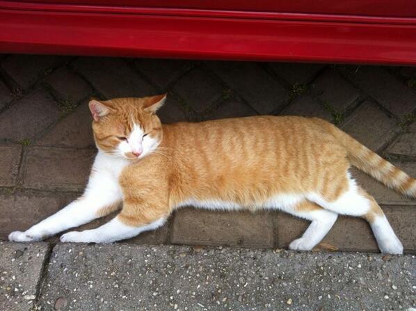 MrsRainbow0012's tweet photo. @vermist_dier Nog steeds vermist kat Timmy, sinds 31 januari #Almelo http://t.co/uCVXo3D7VZ
