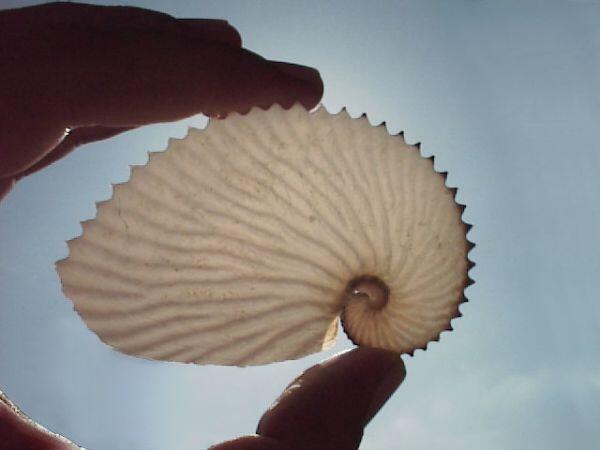 ColamonicoA's tweet image. Sguardo #biostorico tra echi di realtà e tempi 0: livelli di astrazione e approcci di lettura bit.ly/1oJlrRd