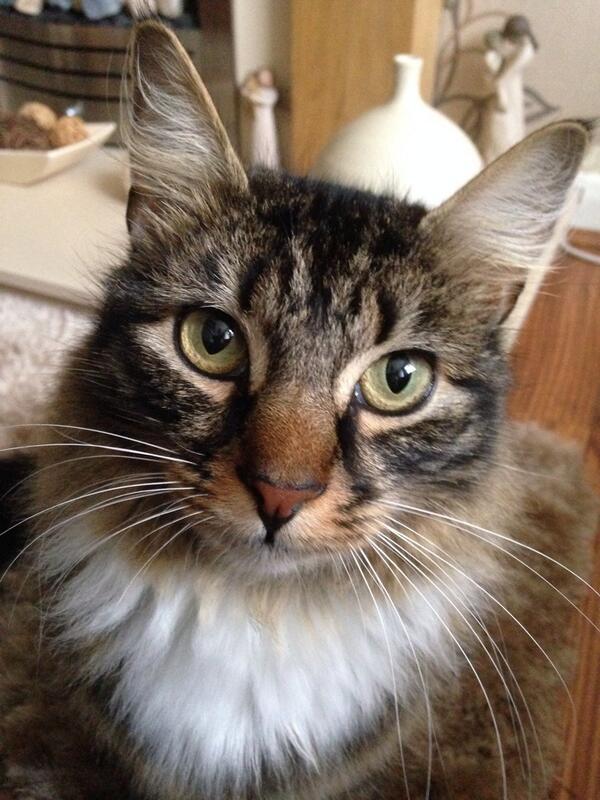 Dan_Marty92's tweet photo. Milo - adopted from @TheArkAshbourne   #PetSelfie http://t.co/nUjf6VwSfp