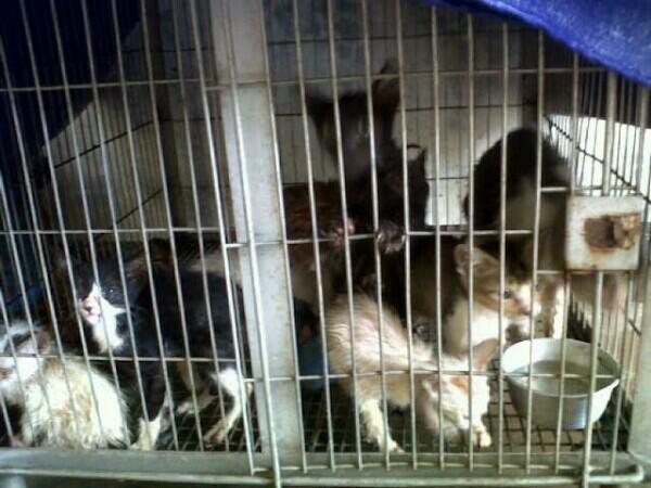 Terkurung sesak "di karantina dinas pertanian peternakan <a href="/JokowiCenter/">Joko Widodo</a>  @jokowi_do2 <a href="/Ahok_BasukiTP/">Governor Ahok</a>