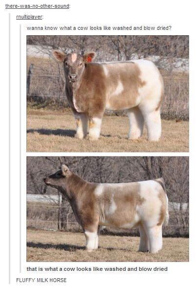 jamster83's tweet photo. A blowdried cow 😂 http://t.co/QLHn2wIw49