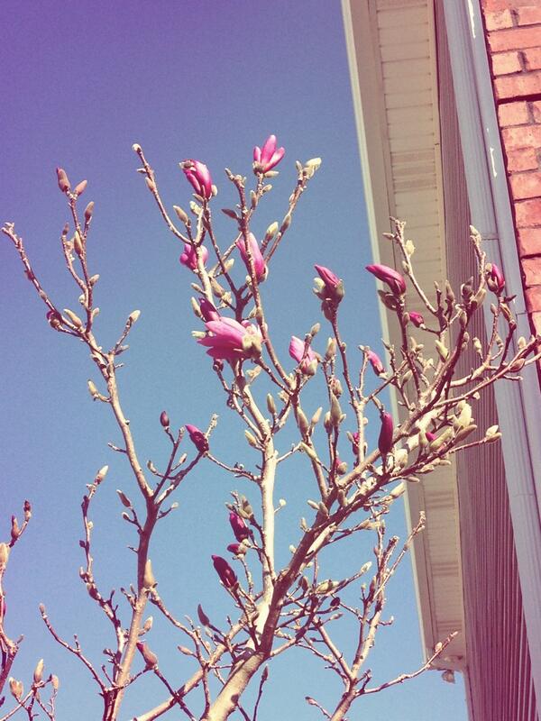 MadeStrongMS's tweet image. Happy first Saturday of spring! #curems #findacure #mssucks