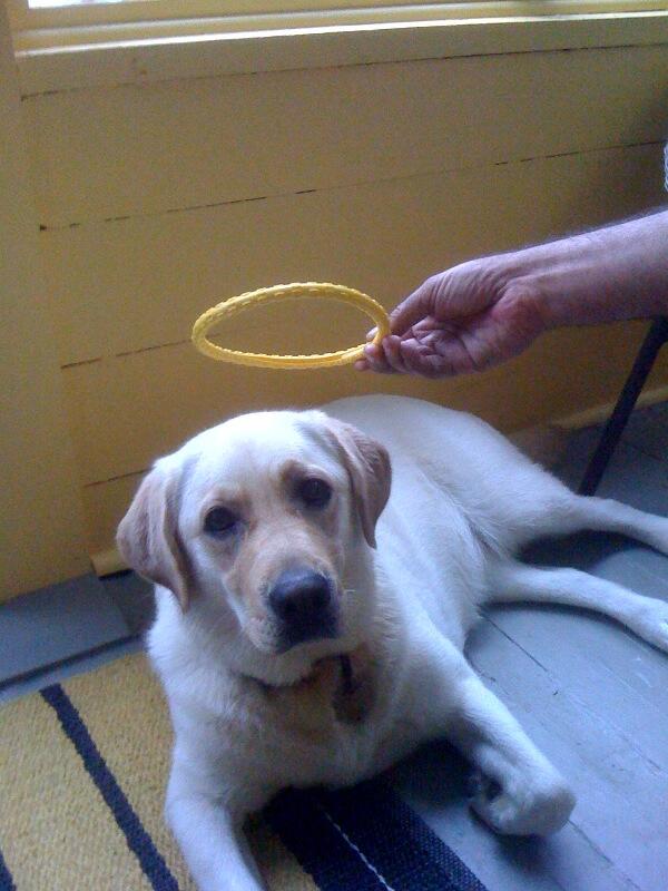 Zooligans's tweet image. Here's real dog who inspired our new canvas loafer. She's a real angel! Get 'em on @shoebuy! shoebuy.com/zooligans-dog-…