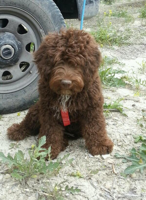 pedro392's tweet photo. Es un peluche con vida el gordito este http://t.co/XaeEVAeLJI