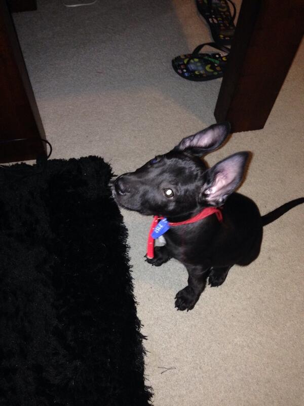 #newpuppy out new baby boy