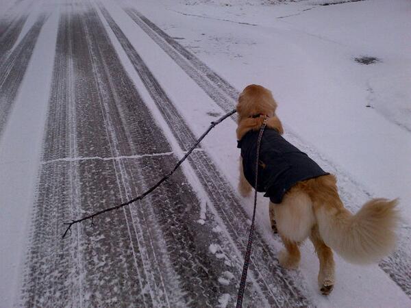 progers71's tweet image. Walk softly and carry a big stick. #roxieproject