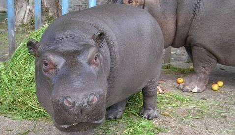 Ленинградский зоопарк бегемотиха в блокаду. Бегемот ленинградский зоопарк блокада. Бегемот в блокадном ленинграде. Как звали бегемотиху из ленинградского зоопарка. Ленинградский зоопарк в блокадном ленинграде.