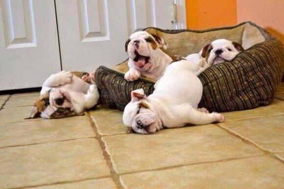 UnAlumnoDice's tweet photo. Esto soy yo intentando salir de la cama esta mañana.. http://t.co/nFSvbUk6Fu