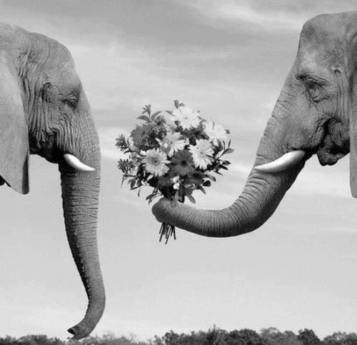 AlwaysAnimal's tweet image. that awkward moment when elephants have a relationship and you don't...