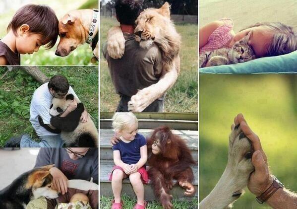 Los animalitos son nuestros amigos y estan cuando mas los necesitamos,