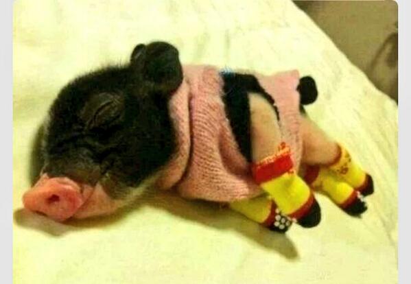 AlwaysAnimal's tweet image. Can I have this in place of a human baby 💖