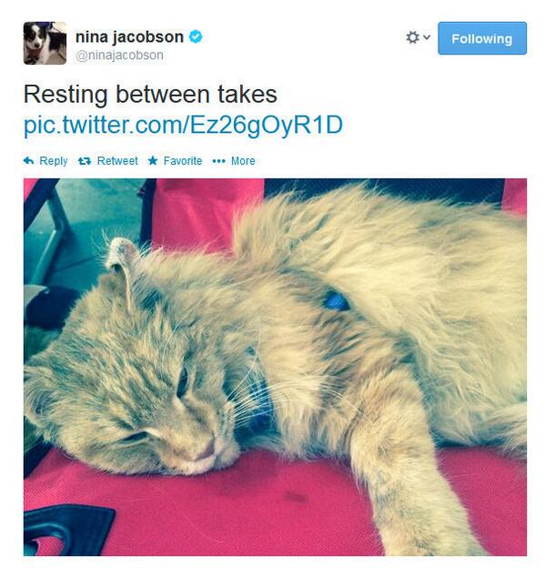 Producer Nina Jacobson Tweets a Photo of Buttercup On The #Mockingjay Set  panempropaganda.com/movie-countdow…