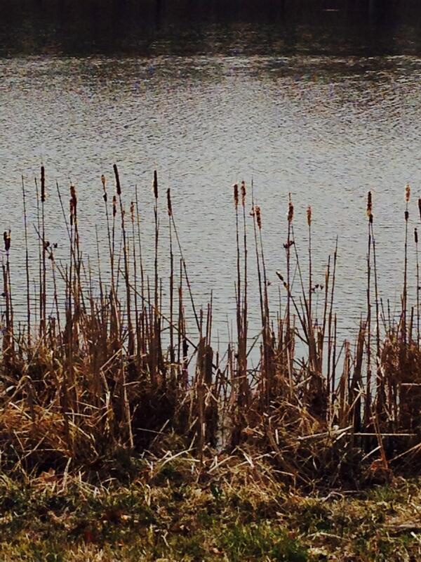 amy_sopher's tweet image. Channeling Walden Pond today!🍃 #hgcs2014