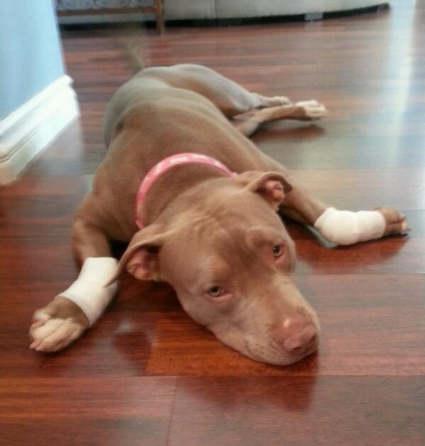 JasonMadiedo's tweet photo. Poor Bella...Today she learned where not to go... http://t.co/5olC7Ovgdm