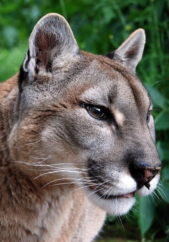 AlwaysAnimal's tweet image. A puma that's prettier than u