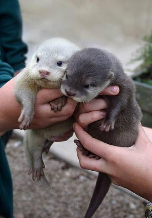 ThatIsEarth's tweet image. Baby otters