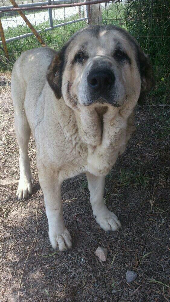 Refugio Kimba tweet media