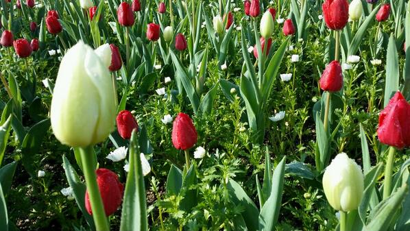 어제 아침에 찍은 사진입니다. 마가렛과 어우러진 흰색과 붉은색의 튤립.. 튤립만 밀도있게 식재되어 있을때 선명하고 강렬한 느낌이라면 이 경우는 조화롭고 자연스럽습니다.