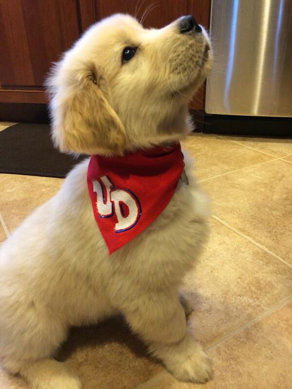 LauraLew_11's tweet photo. @red_scare Watching the game with our new puppy Rudy Flyer! http://t.co/XFGhogL9w9