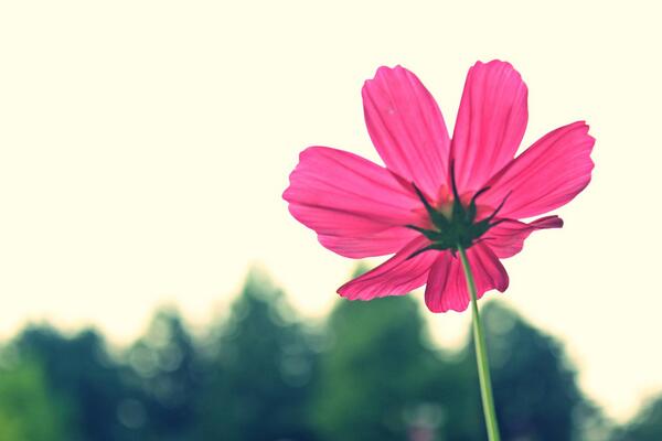 PerrieHan's tweet image. 一個死人的羅曼史可能可以給你帶來勇氣，卻絕對無法帶來實力。