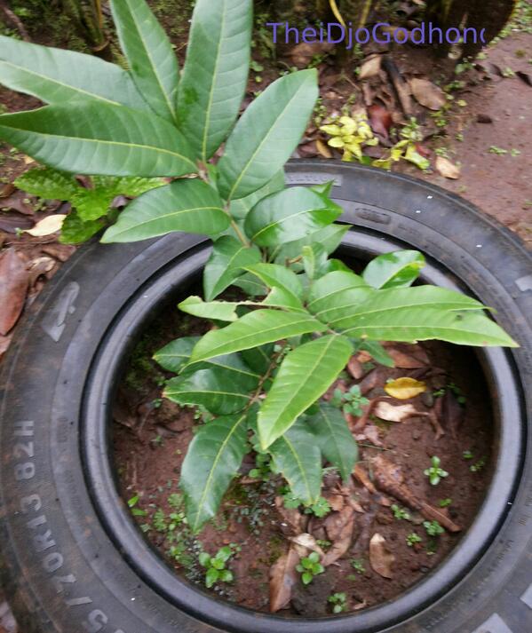 IDberkebun's tweet photo. “@lincak1: #longan #GoGreen #iDjoGodhong #gardenchart "AromaDurian" Longan cc @IDberkebun @UrbGardenersRep http://t.co/13qLotHPtG”