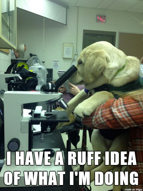 PuppyRolls's tweet photo. OMG. This is #adorable! #puppyrolls #science http://t.co/sRaDRfFaM6