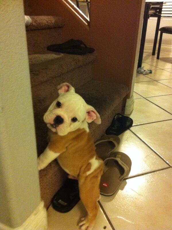 PuppyRolls's tweet photo. I think he's trying to #twerk? #puppy #bulldog #mileycryrus http://t.co/hT57jeELdt