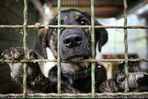 RIYADH PAWS tweet media