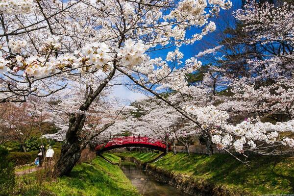 Gabriele_Corno's tweet photo. Spring in Sukagawa, Japan #sakura http://t.co/xCIzq8mk23