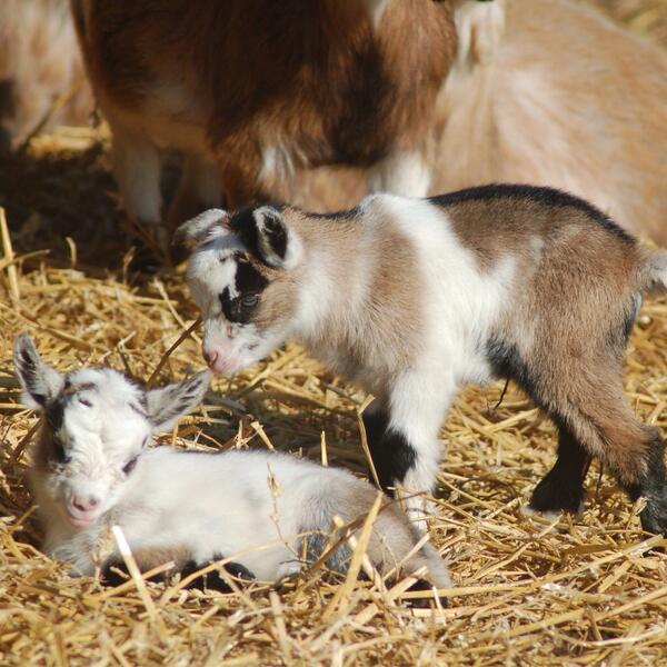Matlock Farm Park tweet media