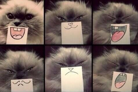 LauraPausy's tweet photo. Ma com'è carino!! http://t.co/aDXmf3KRIS