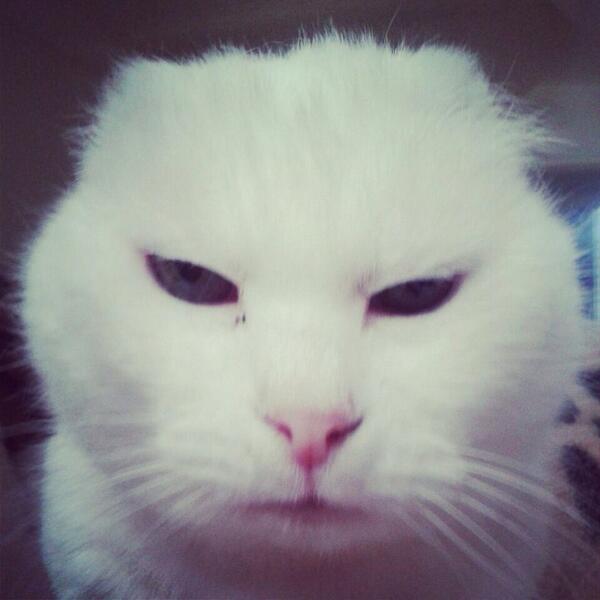 TheArkAshbourne's tweet photo. Our lovely Moses taking a #catselfie today. He is waiting for his #foreverhome find out more:http://t.co/BZTR075cQl http://t.co/HquTUZTw8P