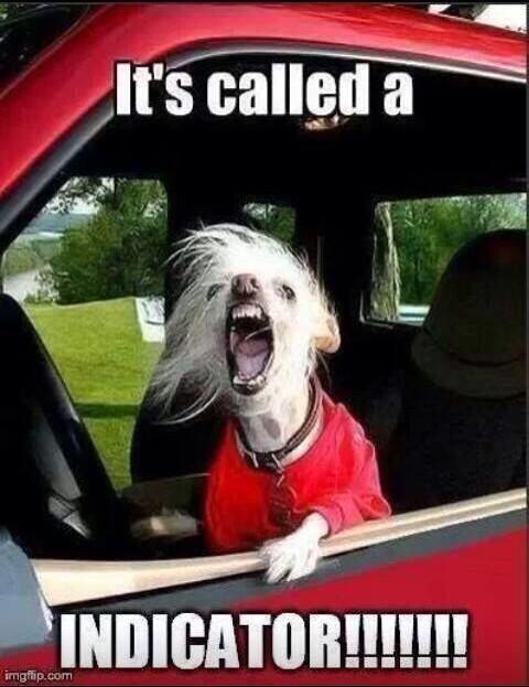 zoeoox's tweet image. hahahaha this is totally me #angrydriver #roadrage