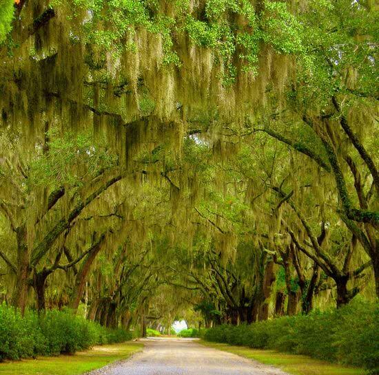 PlacesWow's tweet photo. Savannah, Georgia http://t.co/F4oNNPnfNi